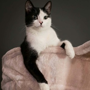 Adopter Naya
