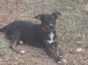 Adopter Tylia