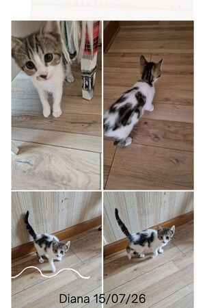 Adopter Diana