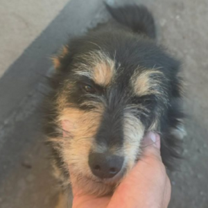 Adopter Canelle