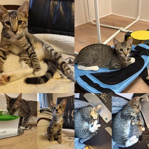 Adopter Bubulle 