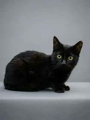 Adopter Arya