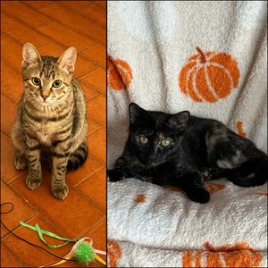 Adopter Lulu & Tify