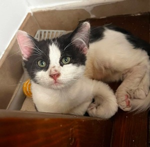 Adopter Mystic