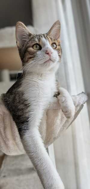 Adopter Rintintin
