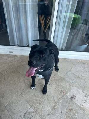 Adopter Arko