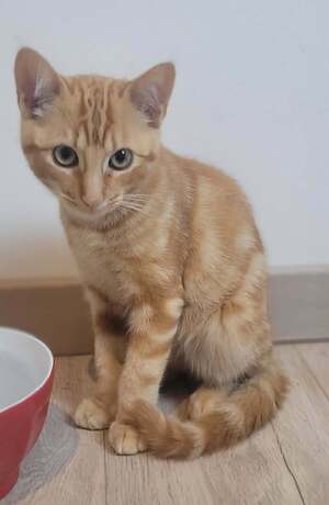 Adopter Boston