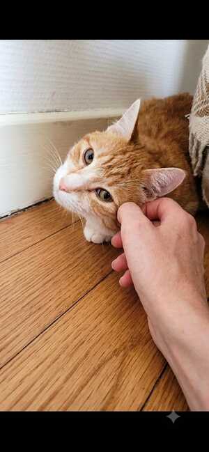 Adopter Ginny
