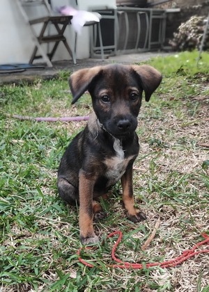 Adopter Nova