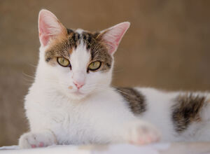 Adopter Silly