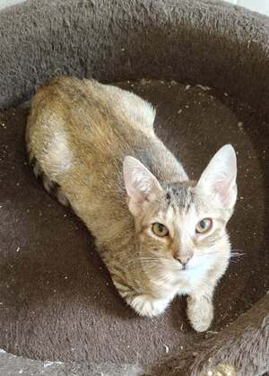 Adopter Bergamote