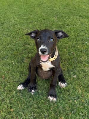 Adopter Ayko