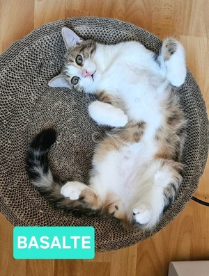 Adopter Basalte Frère de Silex 