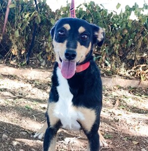 Adopter Estrella