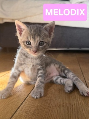 Adopter Melodix 