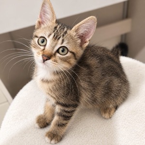 Adopter Rosie