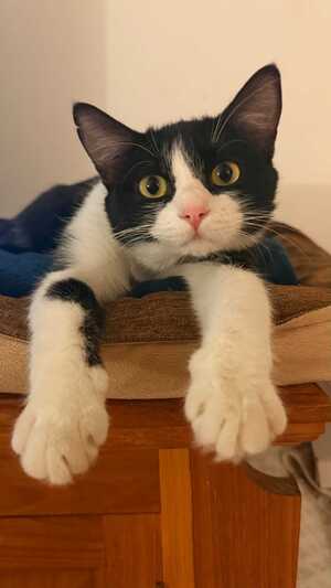 Adopter Stella