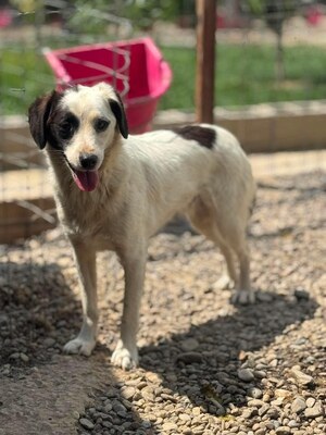 Adopter Lilo