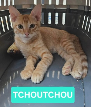 Adopter TCHOUCHOU