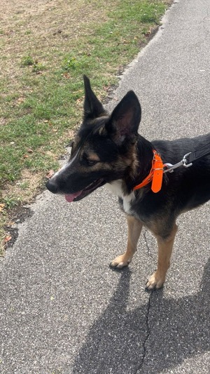 Adopter Bandit