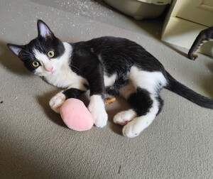 Adopter BULBIZARD
