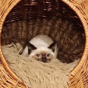 Adopter Coco 