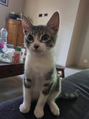 Adopter Balos