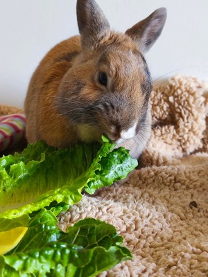 Adopter Fenouil