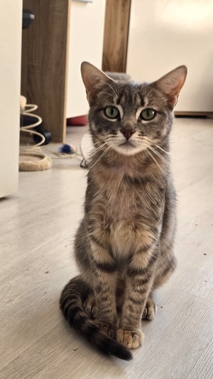 Adopter Raya