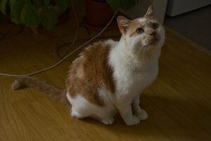 Adopter Kiwi