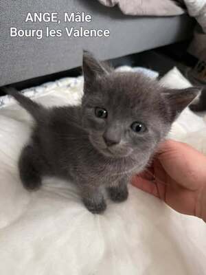 Adopter Ange