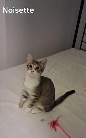 Adopter Noisette