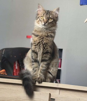 Adopter PIMOUSSE
