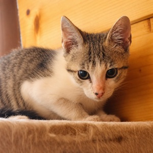 Adopter CALIN