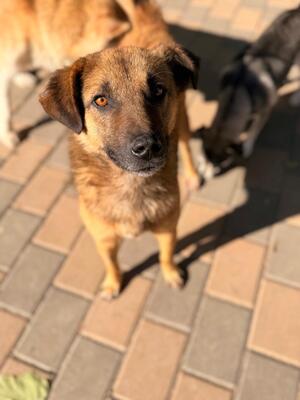 Adopter Saby