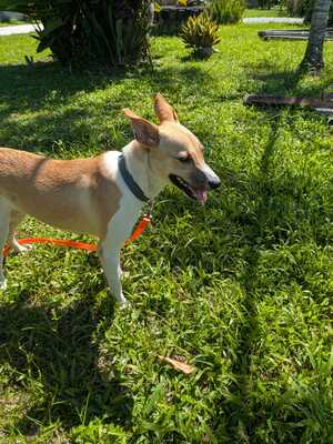 Adopter Harper