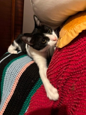 Adopter Bibou