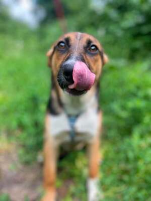 Adopter Tuzik