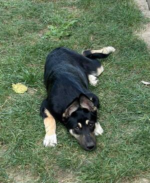 Adopter Lessie
