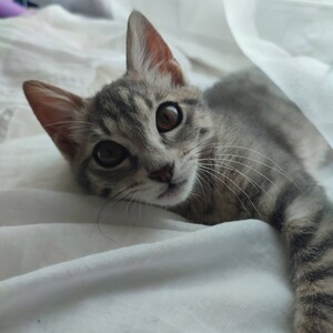 Adopter PERLA