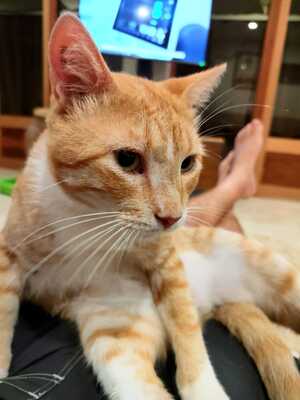 Adopter Jimmy