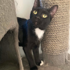Adopter NERA