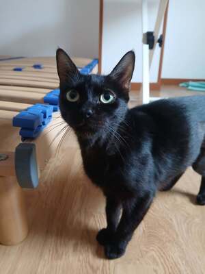 Adopter Sylvia