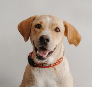 Adopter Brenda