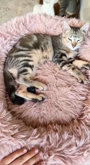 Adopter Faro