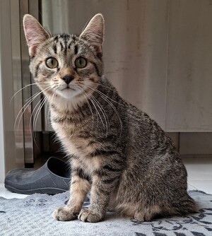 Adopter BUCEFAL