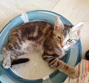 Adopter BUBBLE