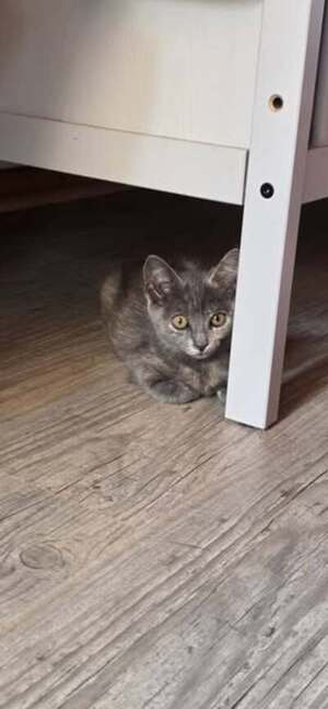 Adopter Louana