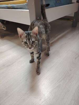 Adopter CHAMALLOW