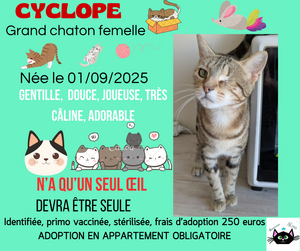 Adopter Cyclope